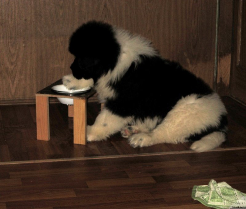 Фото: ньюфаундленд Водограй от Карельских Медведей