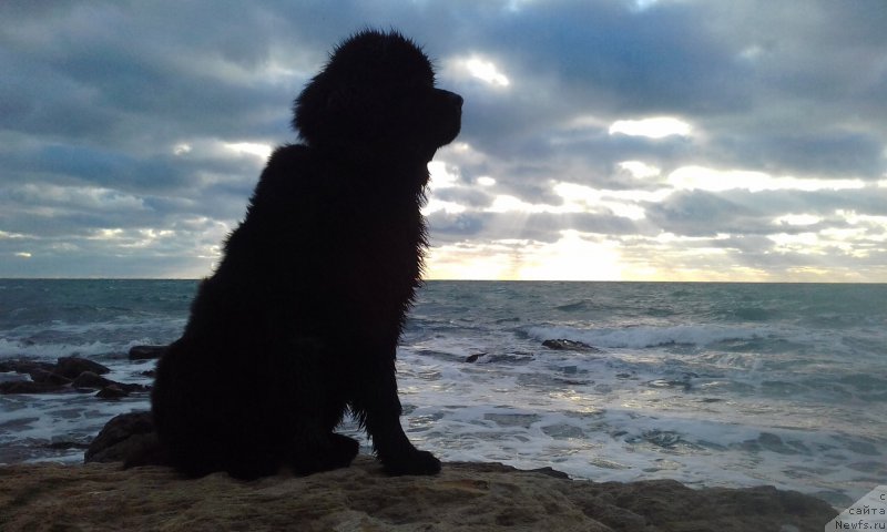 Фотография № 217887