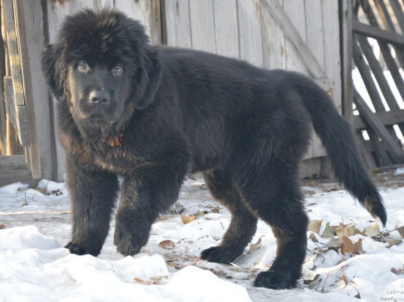 Фотография № 217892