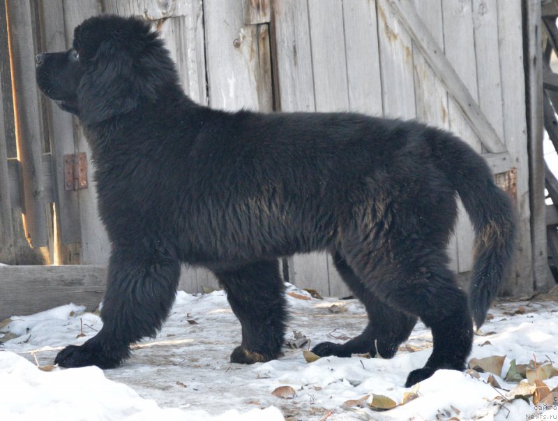 Фотография № 217893