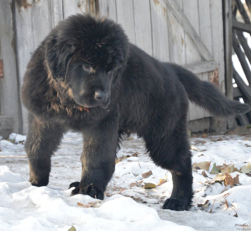 Фотография № 217894