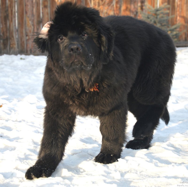 Фотография № 217895