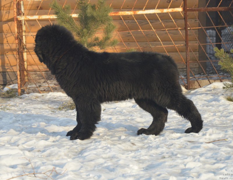 Фотография № 217897