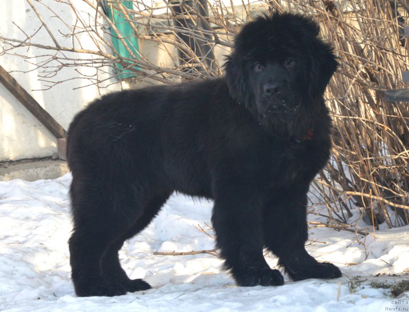 Фотография № 217899