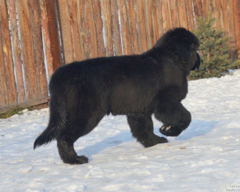 Фотография № 217900