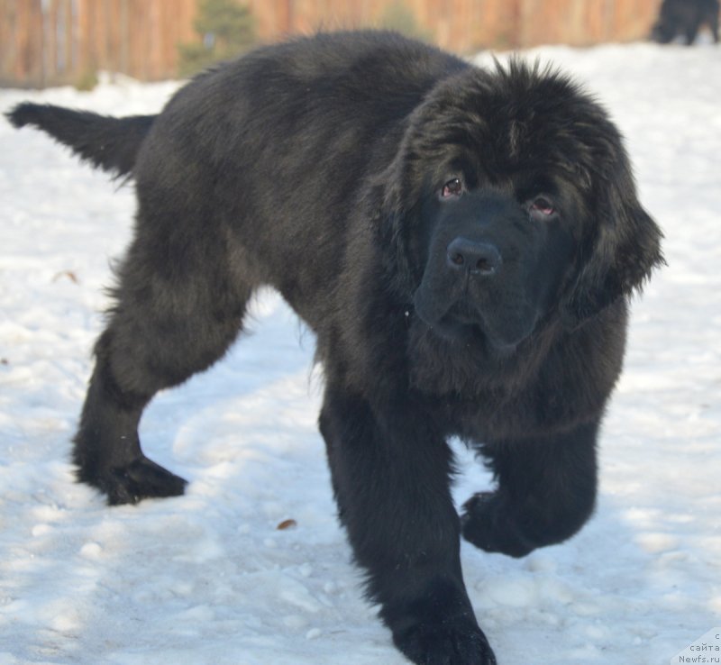 Фотография № 217902