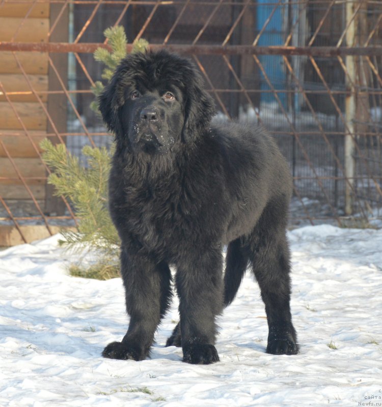 Фотография № 217903