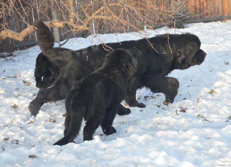 Фотография № 217904