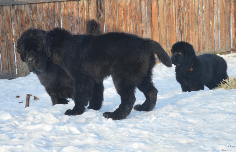 Фотография № 217905