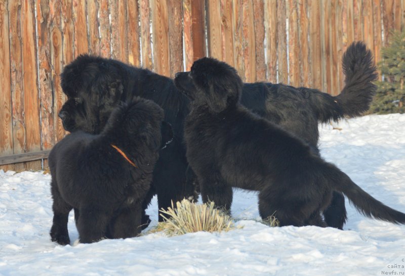 Фотография № 217906