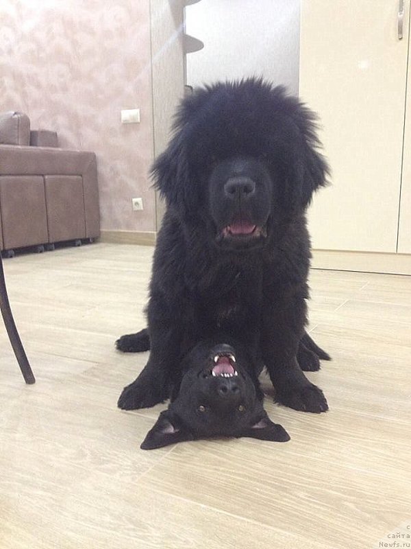 Фото: ньюфаундленд С'Нежная Вьюга Ван Гилс Классик (S'Nezhnaya Vjuga Van Gils Classik)