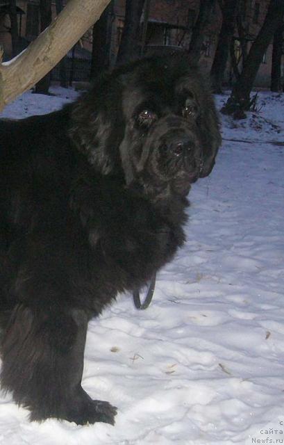 Фото: ньюфаундленд Супер Бизон Анталия