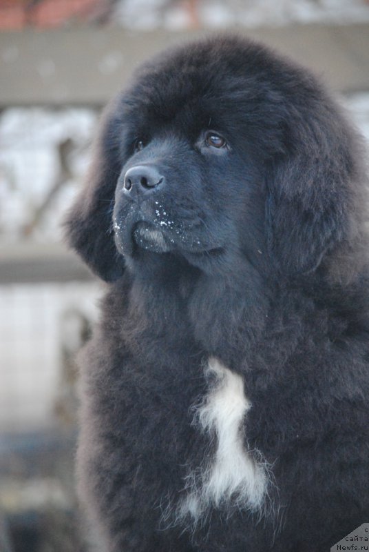 Фото: ньюфаундленд Моя Стихия Морган-Гриффин