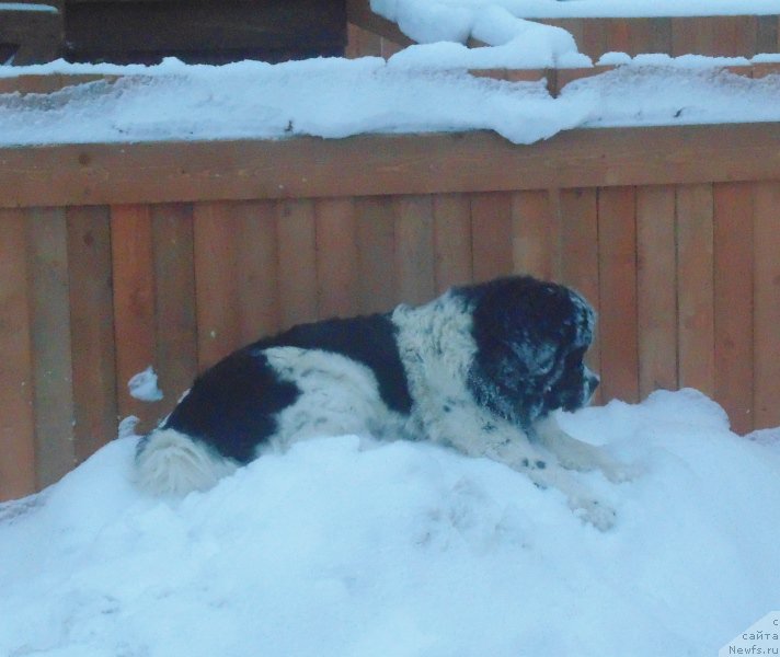 Фото: ньюфаундленд Баффи от Карельских Медведей