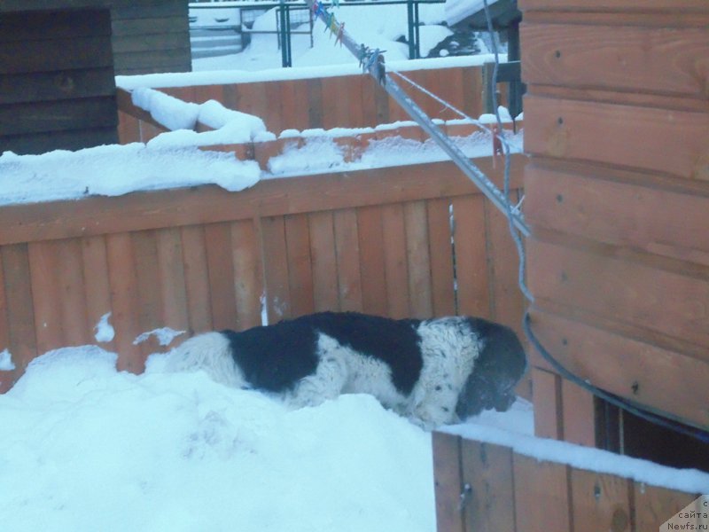 Фото: ньюфаундленд Баффи от Карельских Медведей