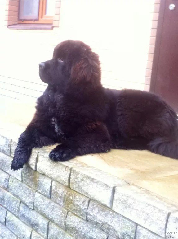 Фото: ньюфаундленд Перун из Антаграда (Perun is Antagrada)