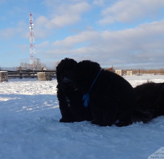 Фото: ньюфаундленд Ньюфорт Царица Ночи