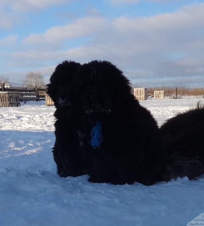 Фото: ньюфаундленд Ньюфорт Инстинкт Виннер Кнайт Итус