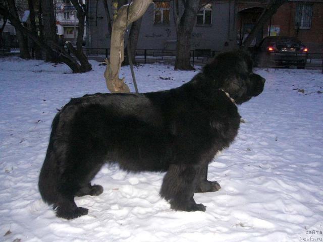 Фото: ньюфаундленд Супер Бизон Анталия