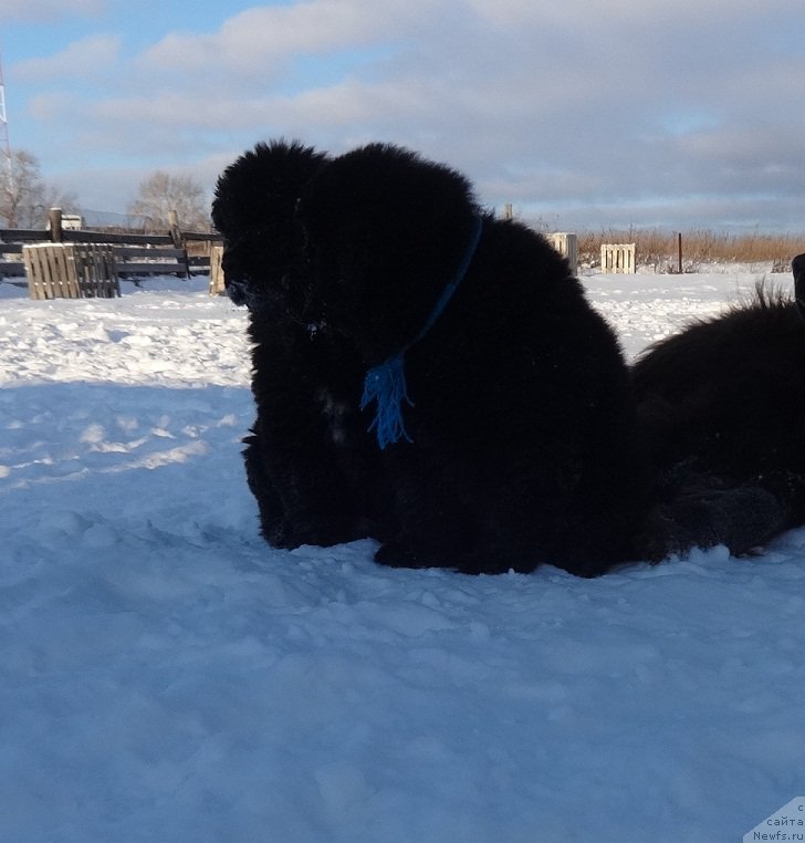 Фото: ньюфаундленд Ньюфорт Инстинкт Виннер Кнайт Итус