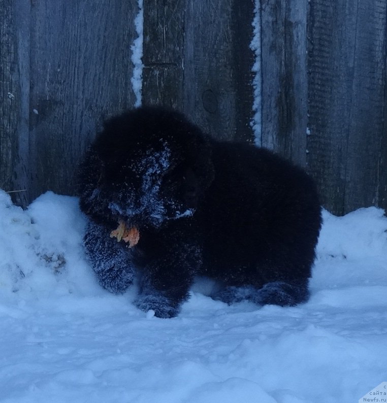 Фото: ньюфаундленд Ньюфорт Император