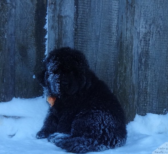 Фото: ньюфаундленд Ньюфорт Император