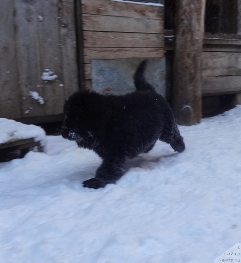 Фото: ньюфаундленд Ньюфорт из Пены Морской Афродита (Njufort iz Peni Morskoy Afrodita)