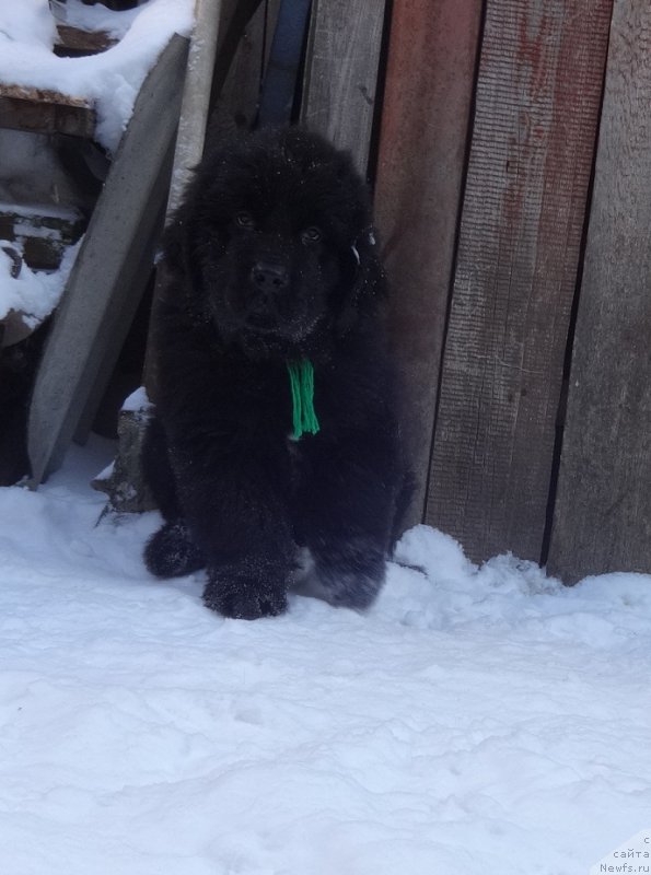 Фото: ньюфаундленд Ньюфорт ит из зе Бест оф Алл