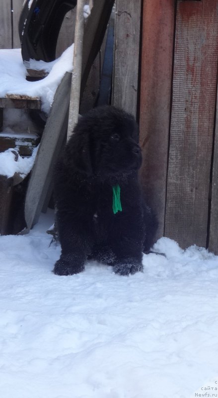 Фото: ньюфаундленд Ньюфорт ит из зе Бест оф Алл