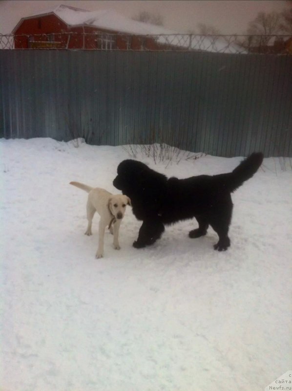 Фото: ньюфаундленд Перун из Антаграда (Perun is Antagrada)