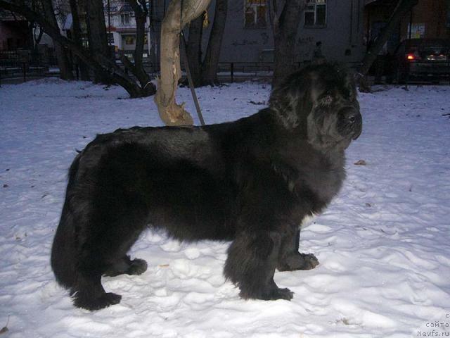 Фото: ньюфаундленд Супер Бизон Анталия