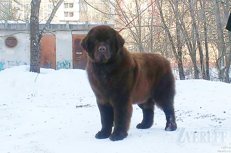Фото: ньюфаундленд Браунблад МСК Сабина Эстер (Brownblood MSK Sabina Ester)