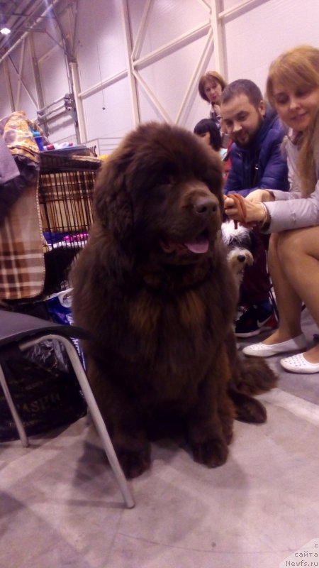 Фото: ньюфаундленд Браунблад МСК Бетани Эйс