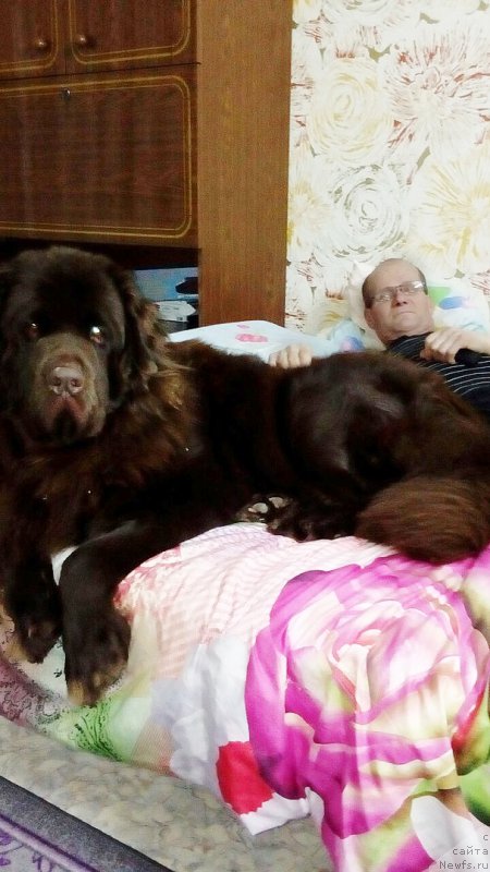 Фото: ньюфаундленд Браунблад МСК Сидни Свитин Санлайт