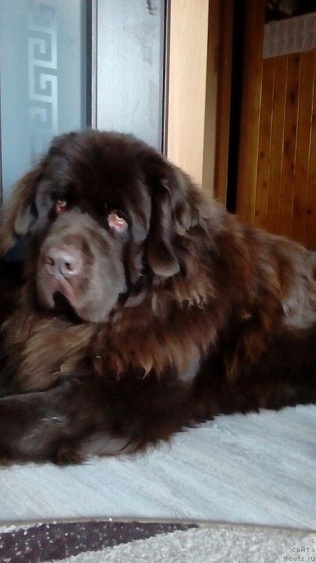 Фото: ньюфаундленд Браунблад МСК Сидни Свитин Санлайт