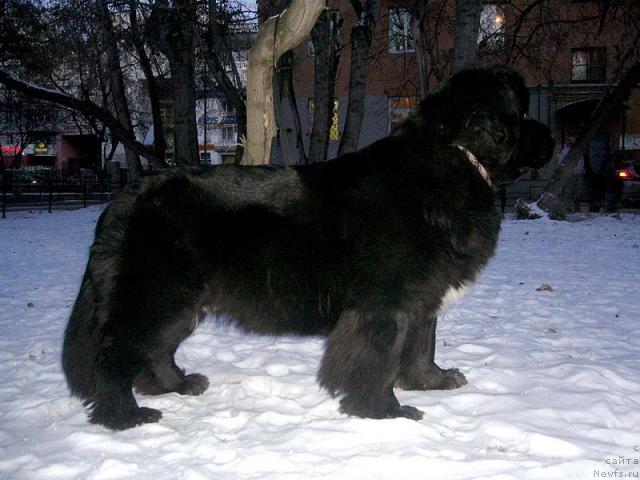 Фото: ньюфаундленд Супер Бизон Анталия