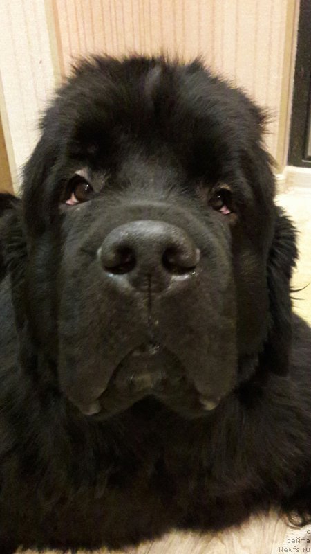 Фото: ньюфаундленд Белкондер-Клаб Ямайка Блю Маунтин (Belkonder-Club Jamaica Blue Mountin)