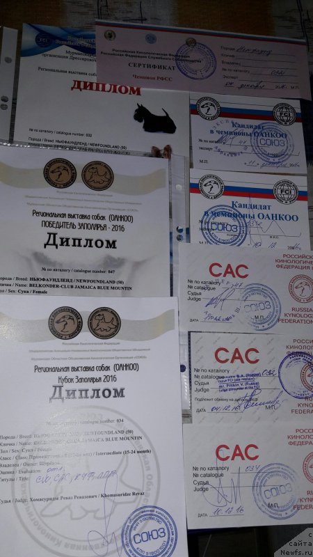 Фото: ньюфаундленд Белкондер-Клаб Ямайка Блю Маунтин (Belkonder-Club Jamaica Blue Mountin)