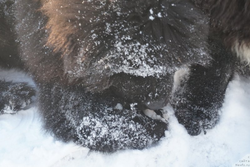 Фото: ньюфаундленд Династик Брэнч Яндекс Хапинесс (Dynastic Branch Yandex Hapiness)