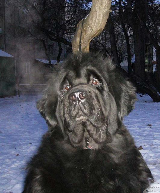 Фото: ньюфаундленд Супер Бизон Анталия