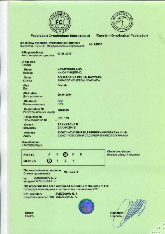 Фото: ньюфаундленд Акватория Келвин Баккара (Aquatoriya Kelvin Bakkara)