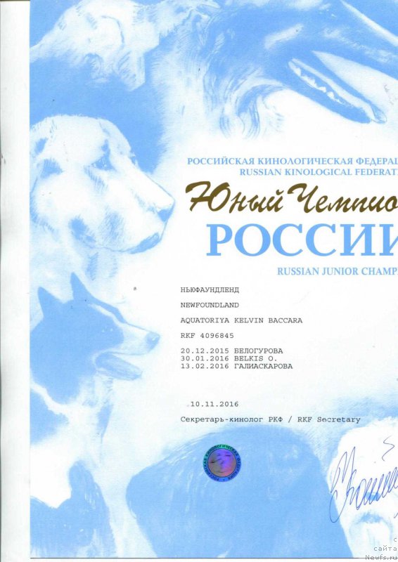 Фото: ньюфаундленд Акватория Келвин Баккара (Aquatoriya Kelvin Bakkara)