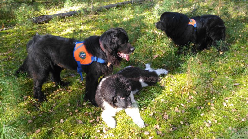 Фото: ньюфаундленд Графиня, ньюфаундленд Супер Бизон Ришар, ньюфаундленд Старбимовлав Демофонт