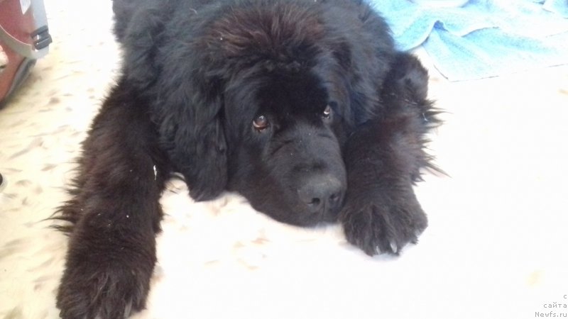 Фотография № 217977