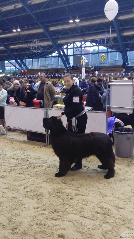 Фото: ньюфаундленд Смигар Ахил Феникс (Smigar Ahil Fenix), Наталья Романенко