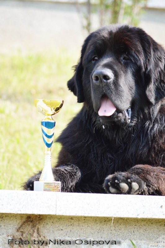 Фото: ньюфаундленд Смигар Ахил Феникс (Smigar Ahil Fenix)