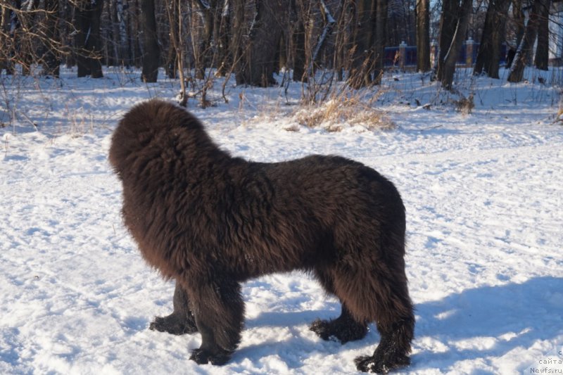 Фото: ньюфаундленд Династик Брэнч Яндекс Хапинесс (Dynastic Branch Yandex Hapiness)