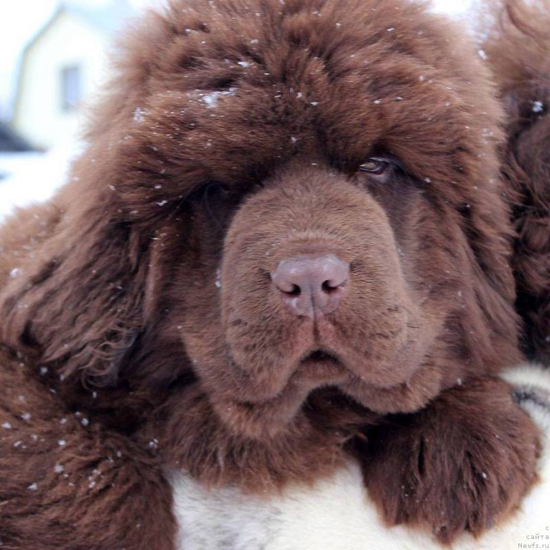 Фото: ньюфаундленд Браунблад МСК Армата Лойар Аид (Brownblood MSK Armata Loyar Aid)