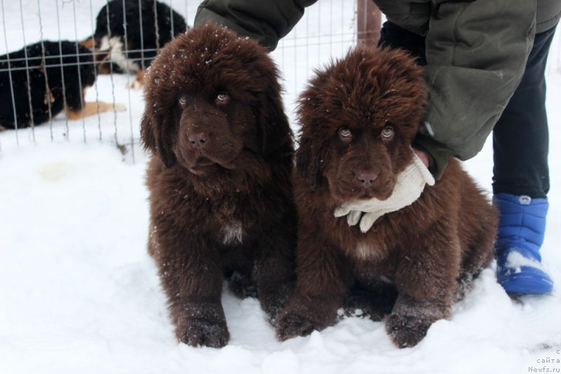 Фото: ньюфаундленд Браунблад МСК Армата Лойар Аид (Brownblood MSK Armata Loyar Aid), ньюфаундленд Браунблад МСК Аванти Дарлинг Кид (Brownblood MSK Avanti Darling Kid)