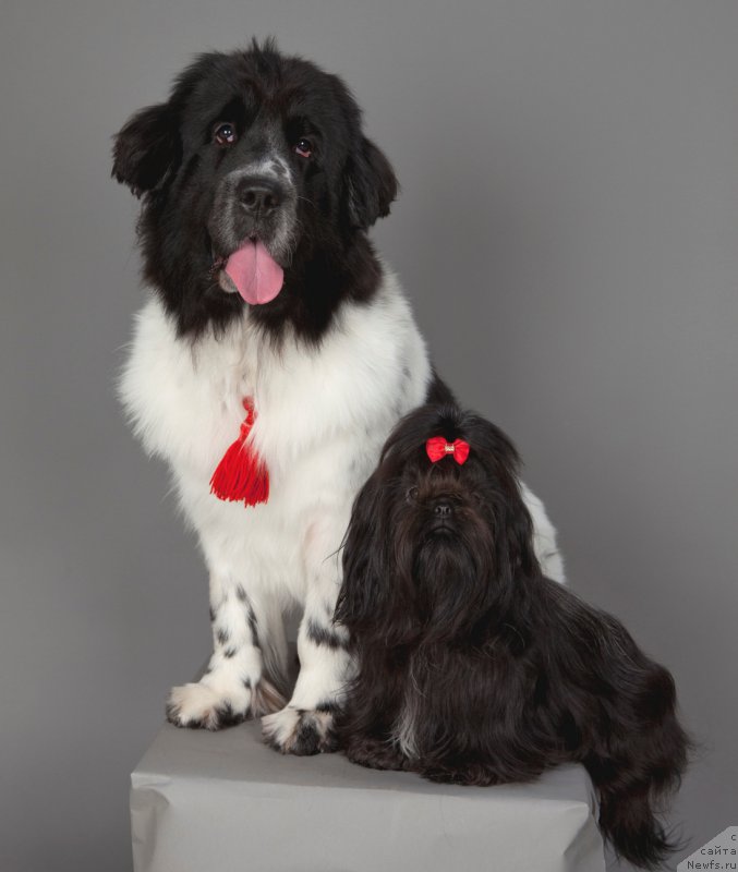 Фото: ньюфаундленд Сент Джонс Исида, шит-цу Глафира